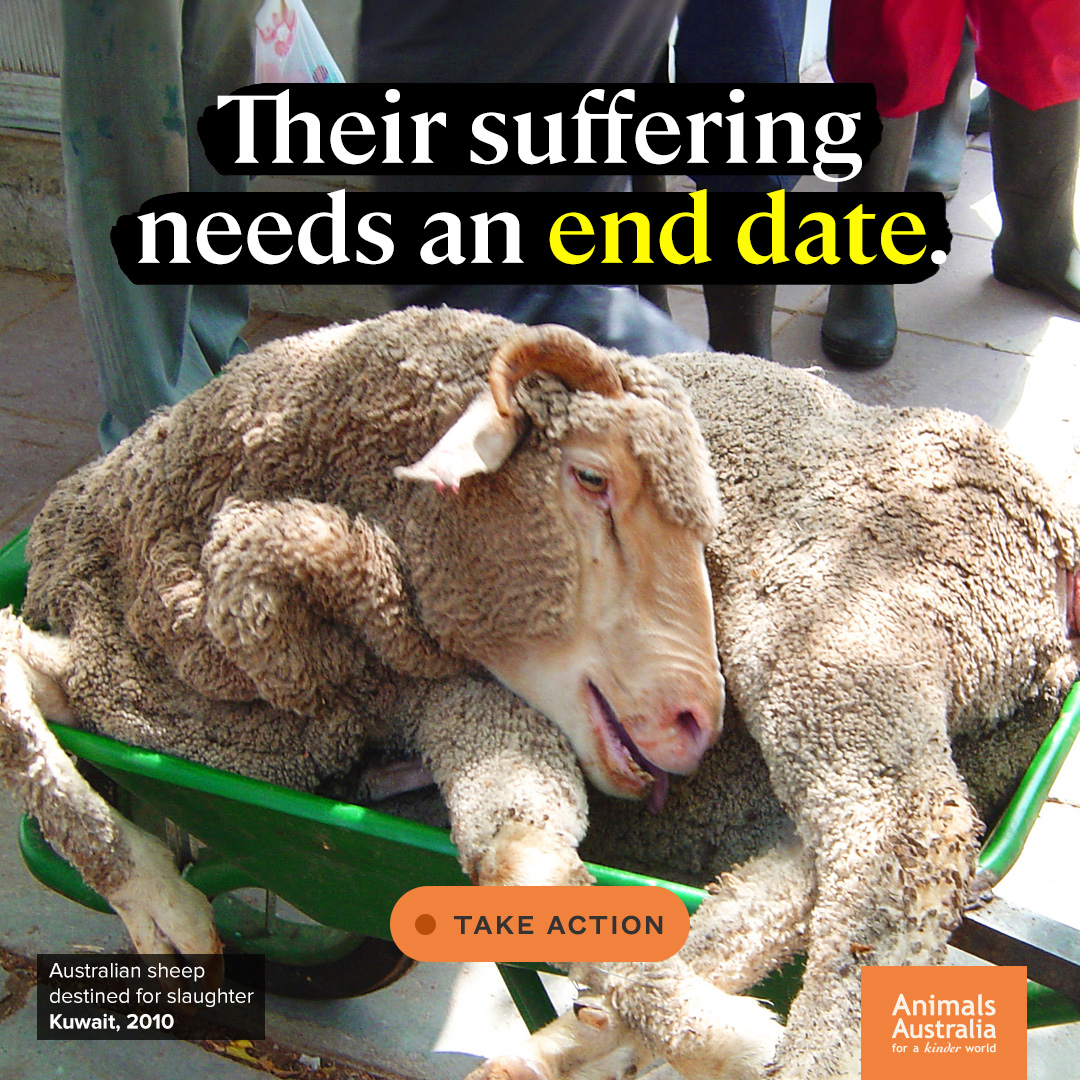 Every day live sheep export continues, animals will continue to suffer.

A new Federal parliamentary petition is calling on the Albanese government to #LegislatetheDate to end live sheep export.

This petition closes in 7 days! SIGN HERE 👉 gov.pulse.ly/9h5h57v76e