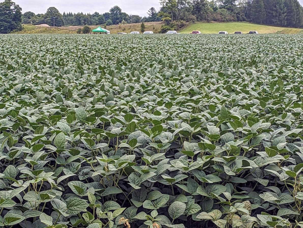Toddridge Farm Services Ltd. (@toddridgefarm) on Twitter photo Great showcase of <a href="/PioneerSeedsCA/">Pioneer Seeds Canada</a> Enlist beans! Thanks to everyone who braved the weather and to Keith and <a href="/jrtorry/">Jason Torry 🇨🇦</a> for the use of your great looking fields! Great showcase of <a href="/PioneerSeedsCA/">Pioneer Seeds Canada</a> Enlist beans! Thanks to everyone who braved the weather and to Keith and <a href="/jrtorry/">Jason Torry 🇨🇦</a> for the use of your great looking fields!