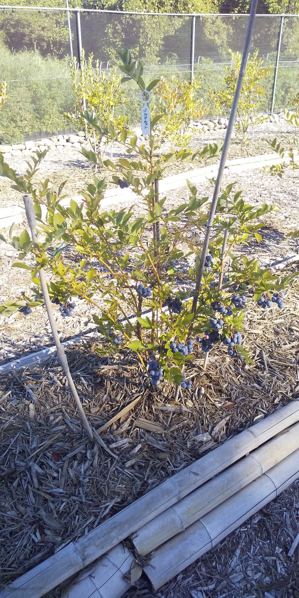 #あーみんの森 #ブルーベリー⁡ #ブルーベリー狩り #千葉県 #佐倉市  #佐倉市ブルーベリー狩り  #千葉県ブルーベリー狩り #千葉県観光スポット  #夏 #夏休み #観光  #半日観光  #レジャー #京成佐倉駅  #駅から徒歩10分