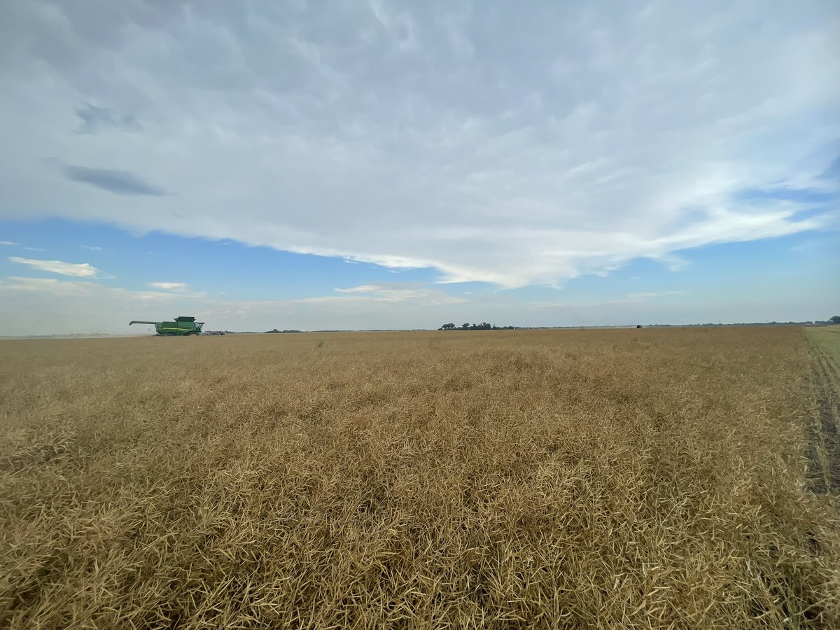 PennerRory's tweet photo. Dipping into some canola this evening. First canola field for #harvest23 https://t.co/32bLcNRL71