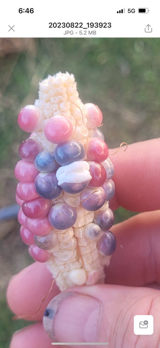 How hot is it in my new home? Viewer Angie Sawyer sent us this picture of an ear of corn she picked with two popped kernels! 🥵