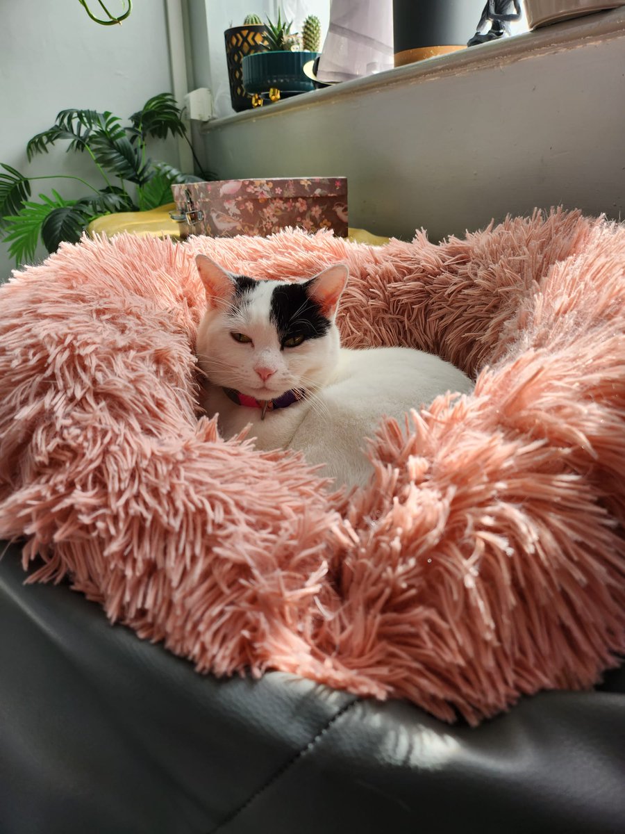 Crystalthe33182's tweet photo. Just experienced the feline version of an earthquake: a sudden wake-up call from my human. My elegance? Ruined. My dignity? Shaken. 😾🛌 #RudeAwakening #CatNapDrama #CatsofTwittter https://t.co/7PF0V4ZgdI