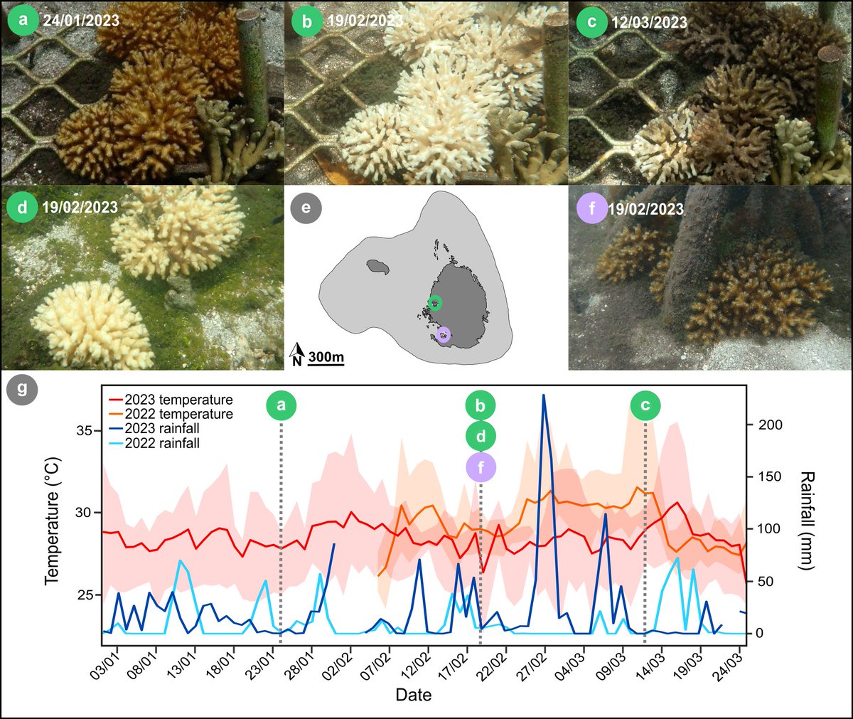 New paper!! 📰🚨Check out our Oceanarium in Marine Biodiversity, documenting a recent stress event observed following heavy rainfall on the 'super corals' of the GBR mangrove lagoons 🪸🌧️ @_natashabartels @HowlettLorna @emmafcamp link.springer.com/article/10.100…