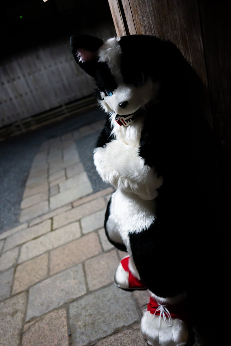 temerea's tweet photo. #FursuitsFriday #Furstuit https://t.co/GY48MkN5ab
