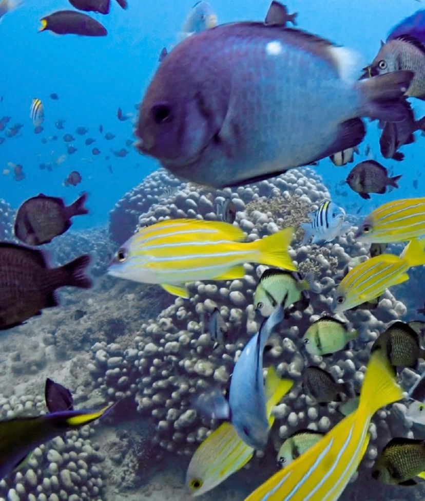 MaryDiving's tweet photo. The sea has contained billions and billions of years, and it's worth taking in for a little while.
#duiken #tips #veiligheid #duikbril #duikpakken #cylinders #duikposities #zeeleven #oceanen https://t.co/l1jrIhlv2V