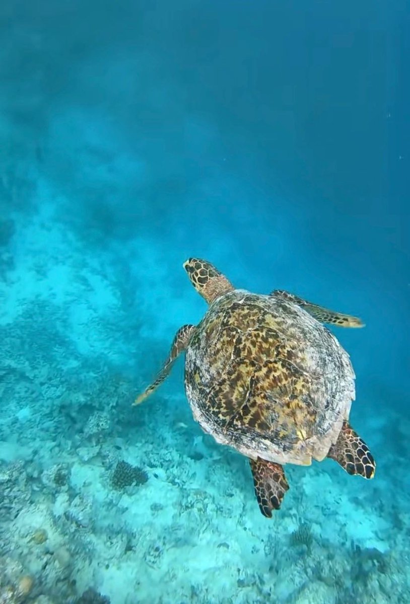 MaryDiving's tweet photo. The sea has contained billions and billions of years, and it's worth taking in for a little while.
#duiken #tips #veiligheid #duikbril #duikpakken #cylinders #duikposities #zeeleven #oceanen https://t.co/l1jrIhlv2V