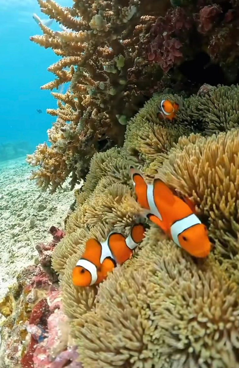 MaryDiving's tweet photo. The sea has contained billions and billions of years, and it's worth taking in for a little while.
#duiken #tips #veiligheid #duikbril #duikpakken #cylinders #duikposities #zeeleven #oceanen https://t.co/l1jrIhlv2V