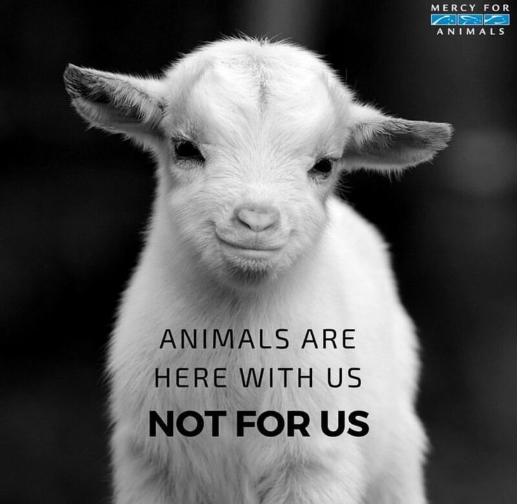 Animals are here with us, not for us. #GoVegan