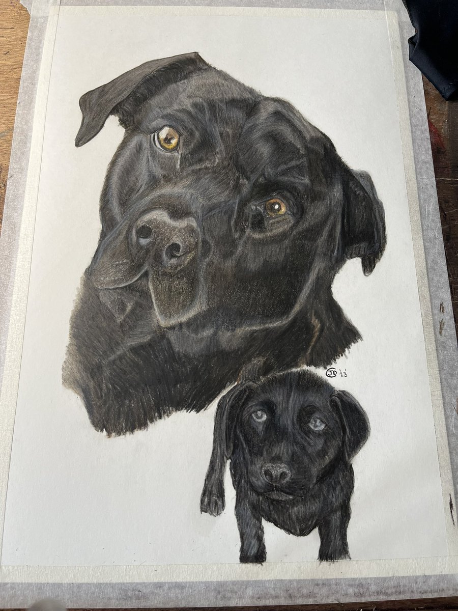 jace34's tweet photo. Well after 40 hours of colour pencil work I have finished my latest pet portrait https://t.co/u8jpsSN788