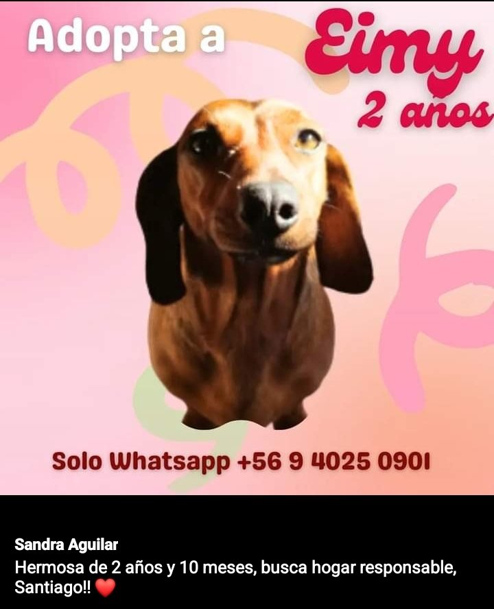 Eumabe's tweet photo. A Adoptar Adoptar!! https://t.co/5XYKKPlSDI