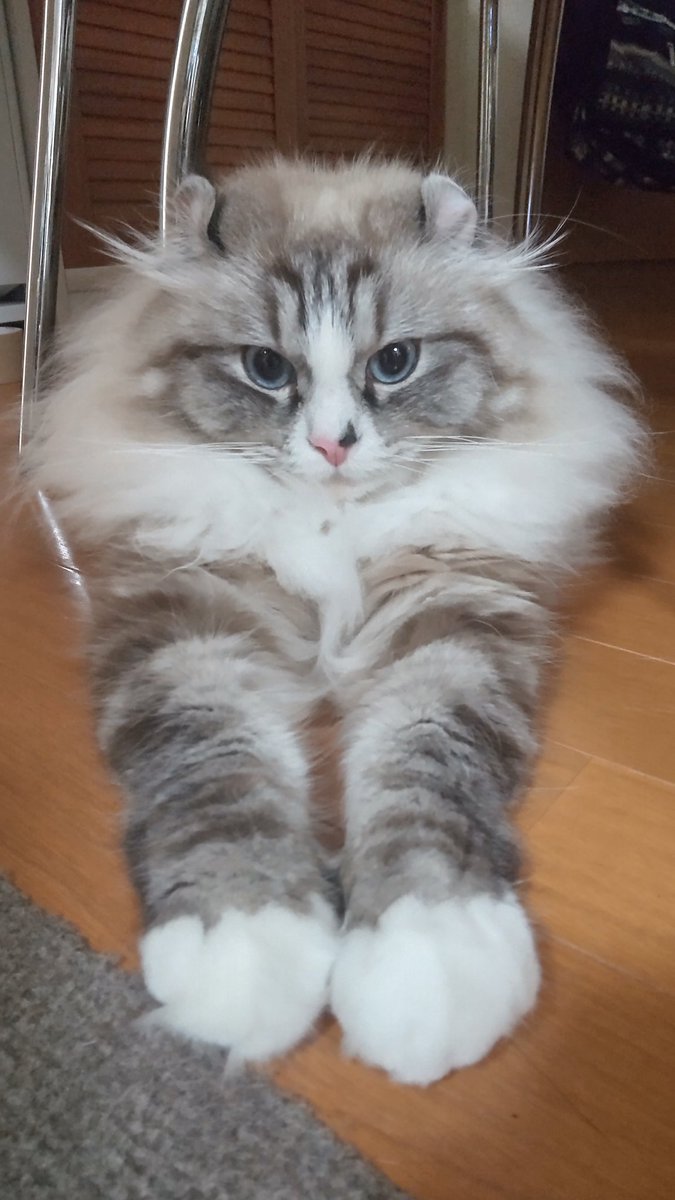 Curl_Saburou's tweet photo. オハヨーゴザイマス(ΦωΦ)
#アメリカンカール
#猫のいる暮らし https://t.co/pGVTpQNRv5