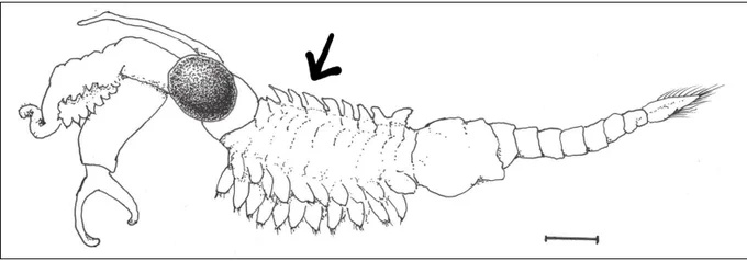 Also in the next county over there is this crazy fairy shrimp Eubranchipus stegosus that has silly little godzilla spikes on it 