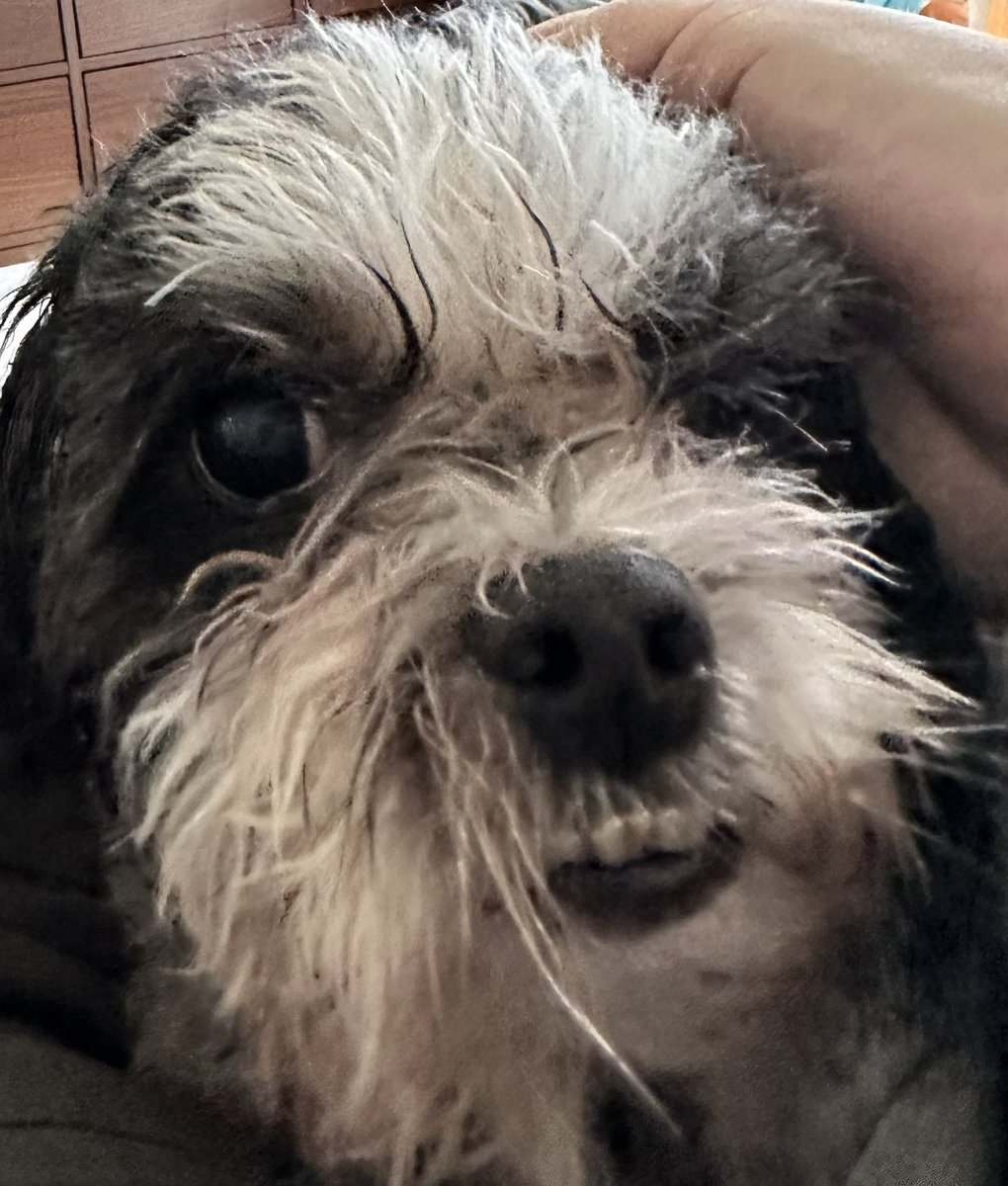 Olafurneal's tweet photo. My goofy goober Gus Gus would like all to know that he has survived the bathing and nail trim of 8/24/23. Like his fur mother his curls cannot be tamed by a mere comb. He will keep y’all updated after his tbd battle with the clippers. #doggo #instagus https://t.co/Gu4HQjA9gS