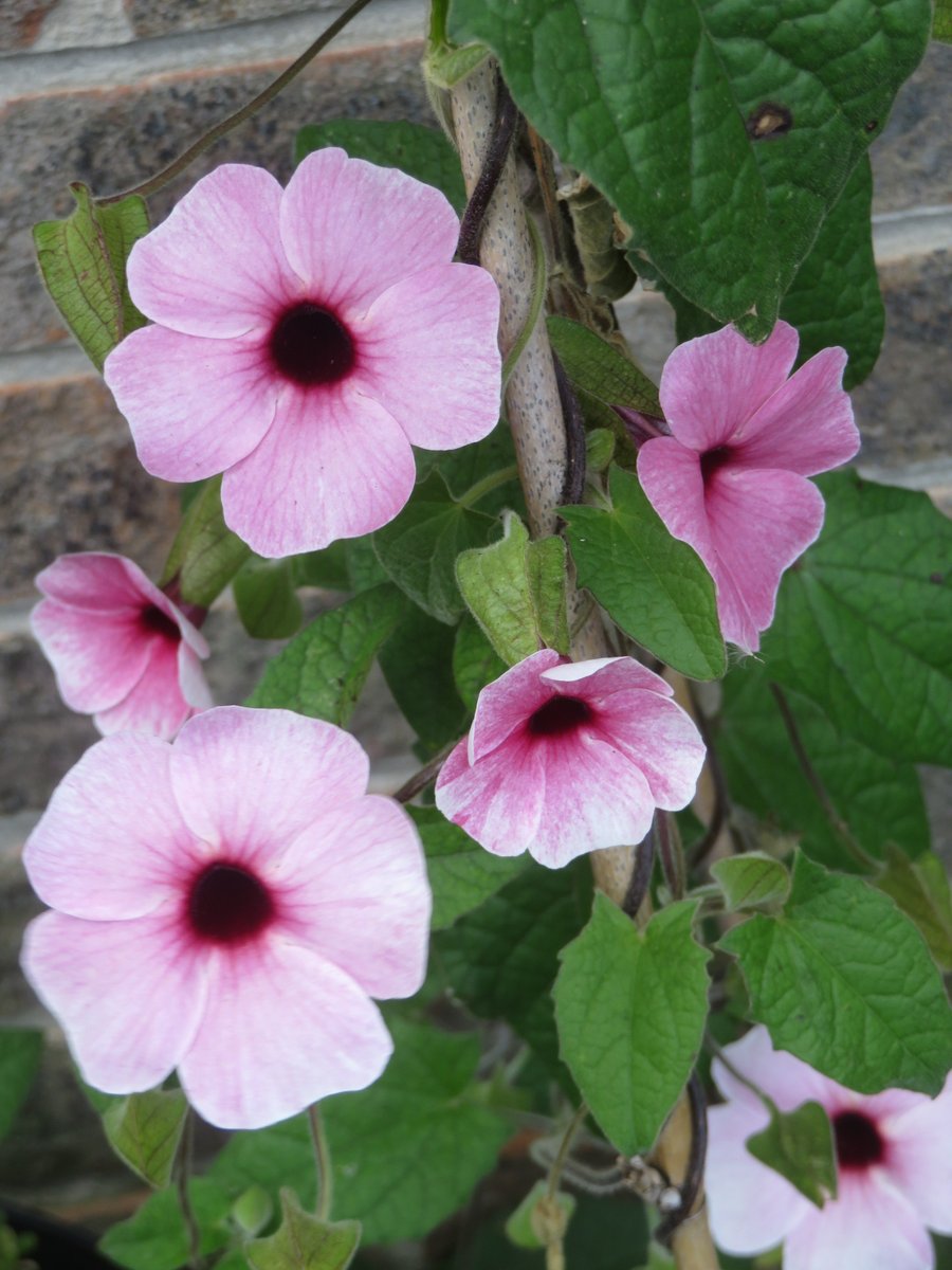 ThreadSquirrel's tweet image. #Thunbergia 'Rose Sensation' is covered in flowers now.  This is the first time I've grown pink-flowered black eyed susies.  The flowers are bigger too.