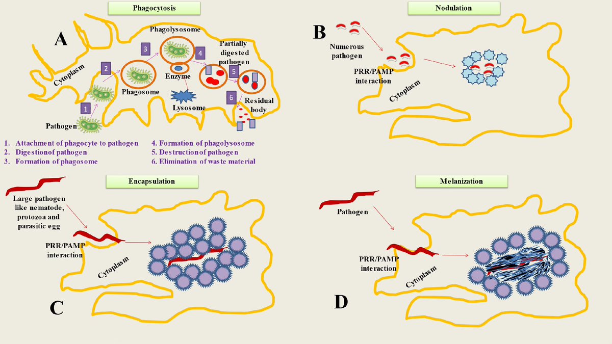 Have a look at our latest review article published in <a href="/FrontImmunol/">Frontiers - Immunology</a>

Insect-pathogen crosstalk and the cellular-molecular mechanisms of insect immunity: uncovering the underlying signaling pathways and immune regulatory function of non-coding RNAs

frontiersin.org/articles/10.33…