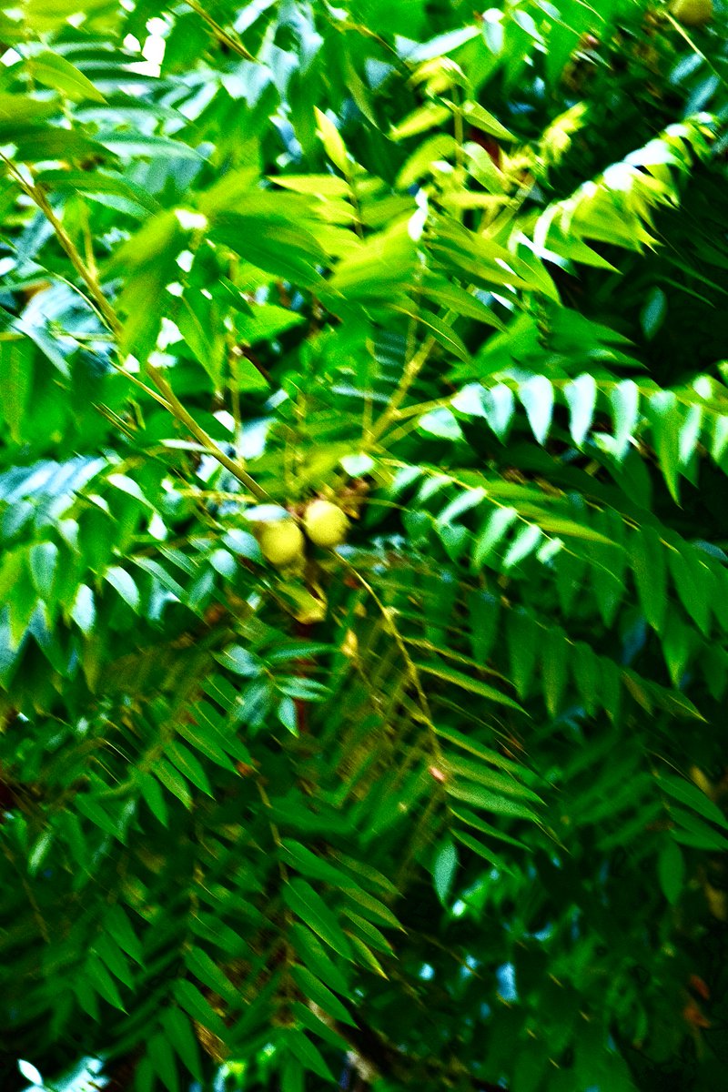 🍃🌸🍃Pure_Eclare🍃🌸🍃 tweet media