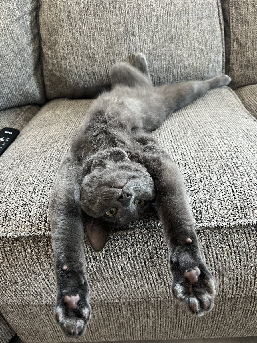 TanyaStuckless's tweet photo. @je_tremblett @mynlcorner This was during the heat wave 🤣. ( my son’s cat) https://t.co/1lo5lzFiyq