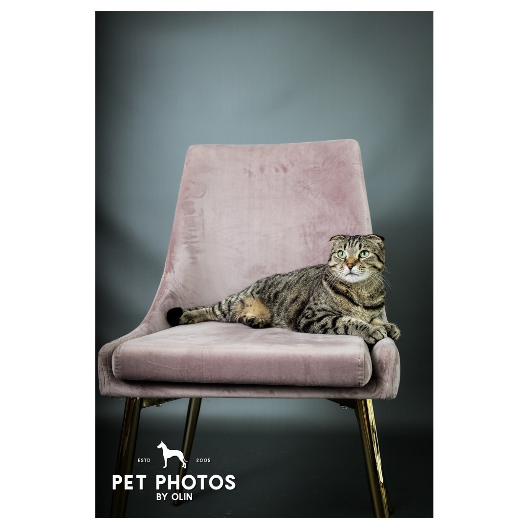 Oh so regal 🦁

#catsofig #instagramcats #catphotographer #petphotography #sacramentocats