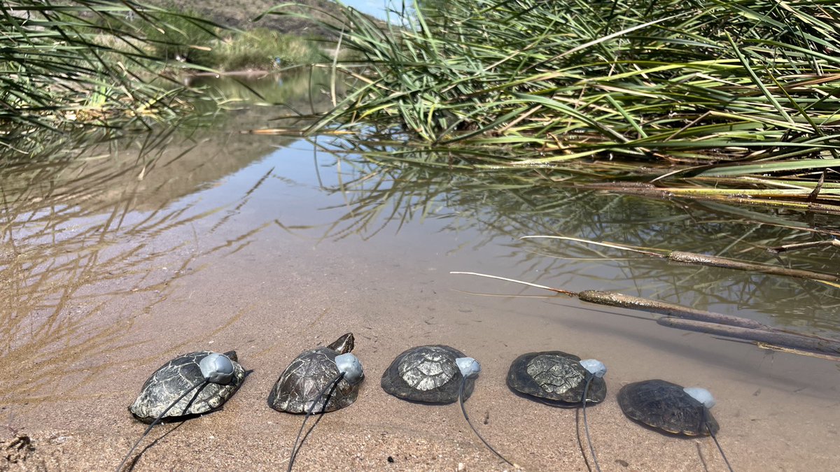 mtbogan's tweet photo. Sonora mud turtles (Kinosternon sonoriense) returned to the Santa Cruz River in downtown Tucson today for the first time in many decades — and we’ll track them to see how they like their new home! 

HUGE thanks to @azgfd &amp; @TucsonWater for making this happen so quickly! 🐢🐢🐢 https://t.co/GjTAtLlsAo