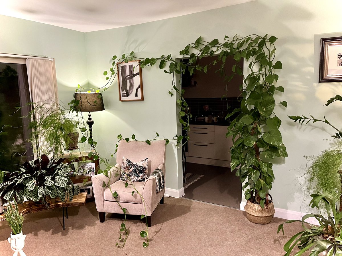 scottmcintyre72's tweet image. Really should get snips out. It’s getting too much.. grumps in the corner thinks so also 🪴 #overgrown #anyoneforacutting #weekendplan #propagate 💚