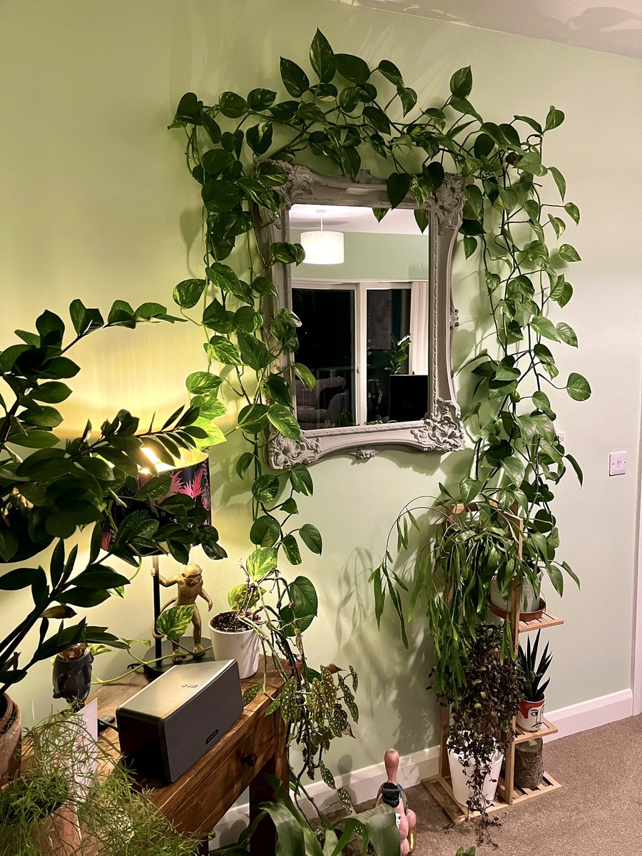 scottmcintyre72's tweet image. Really should get snips out. It’s getting too much.. grumps in the corner thinks so also 🪴 #overgrown #anyoneforacutting #weekendplan #propagate 💚