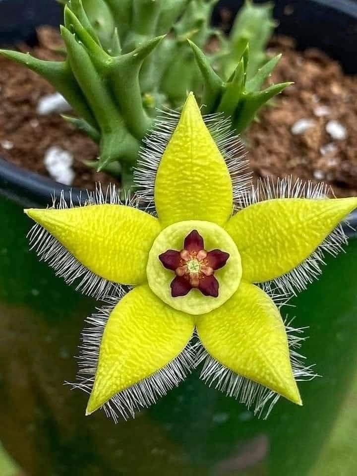 freemonotheist's tweet photo. #NoDesign🙄 The Stapelia plant https://t.co/klUHfgjfQa