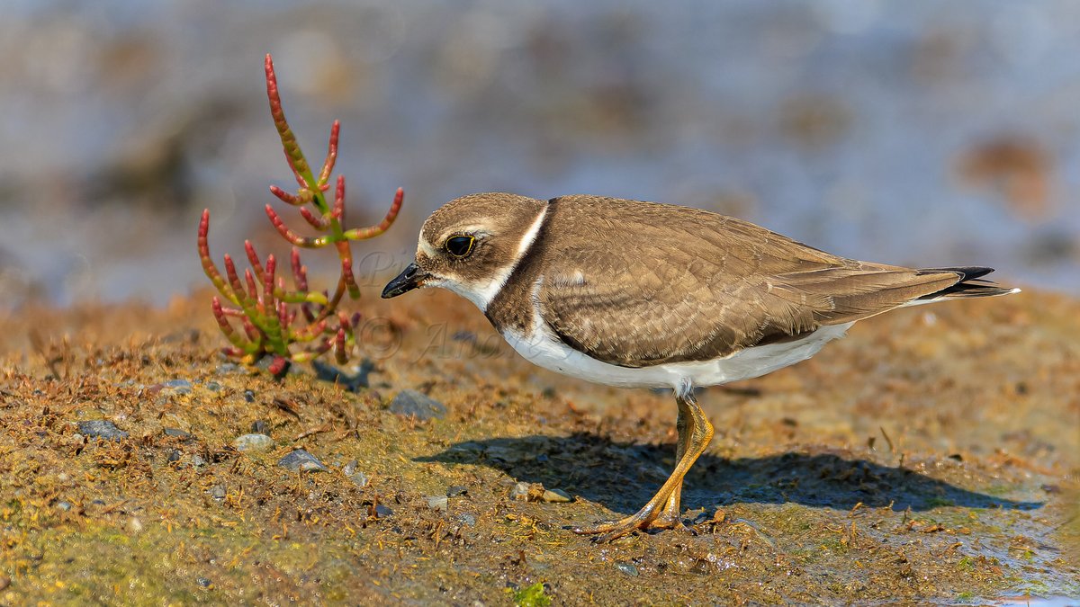PixelNaturenet's tweet photo. #OrnithoQc #OrnithoBSL  Le Pluvier semipalmé (Semipalmated Plover) #Bird #Birds #Birding #Birdwatching #Ornithology #NaturePhotography #BirdPhotography #Oiseau #Ornithologie #Shorebird https://t.co/sFhTEpRwLp