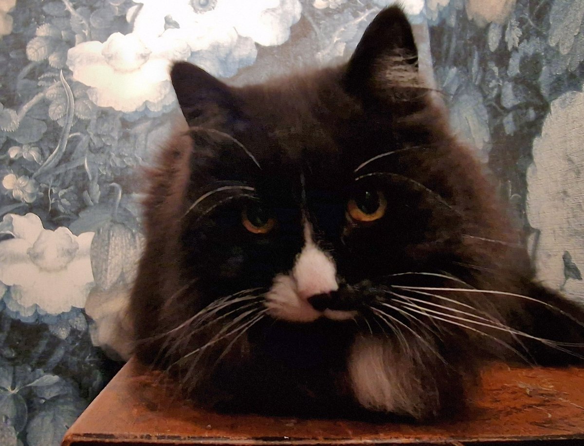 Lucky me, Knøtte meows, - Dad found me a new foreverhome today. Until I can move I will stay here by Dads bed each night so I can have him cuddel me each time he is awake‼️