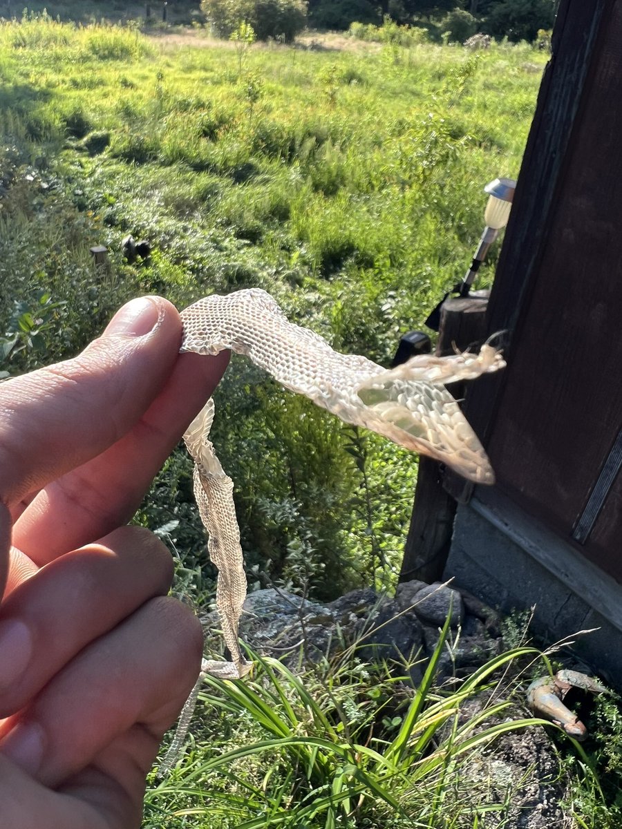 MattAlto10's tweet photo. Snakeskin I found intact in the barn https://t.co/Pn1RFn1uPs