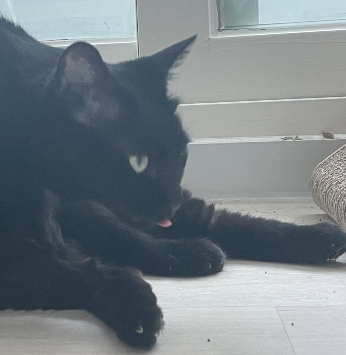 blacksesame_'s tweet image. 검은고양이란… 확대하면 더흐려지는존재