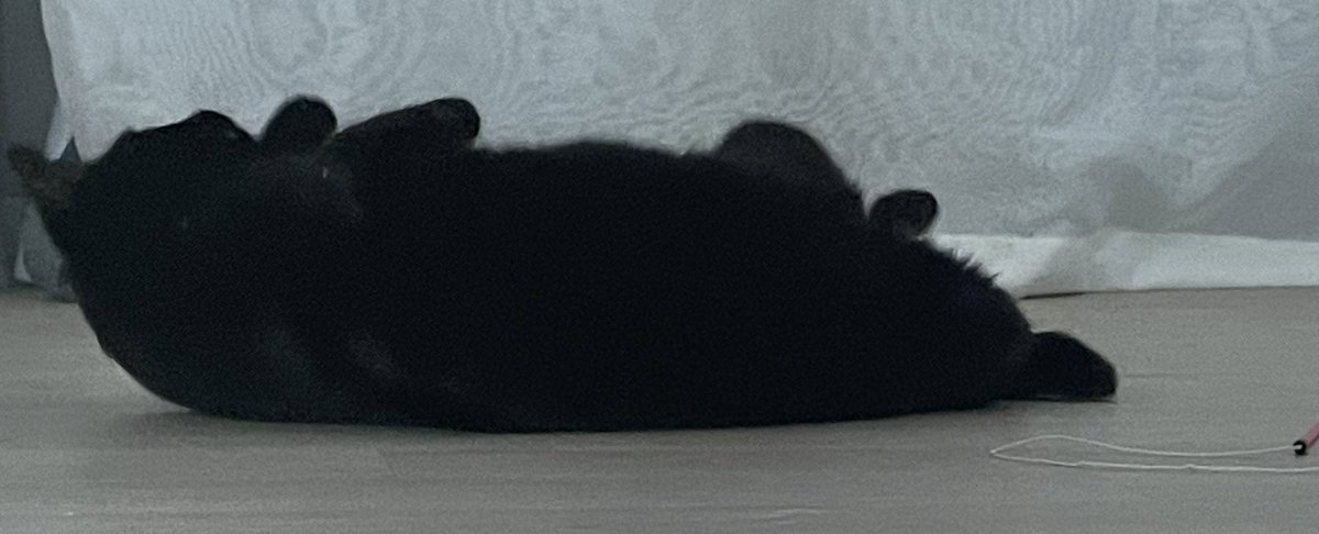 blacksesame_'s tweet image. 검은고양이란… 확대하면 더흐려지는존재