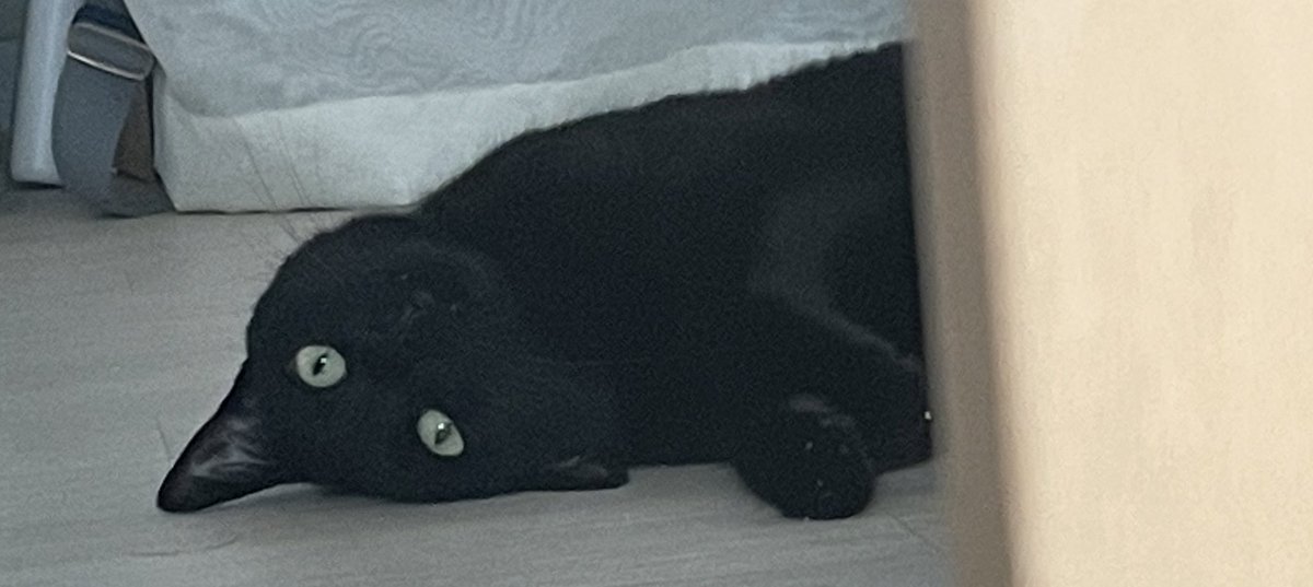 blacksesame_'s tweet image. 검은고양이란… 확대하면 더흐려지는존재