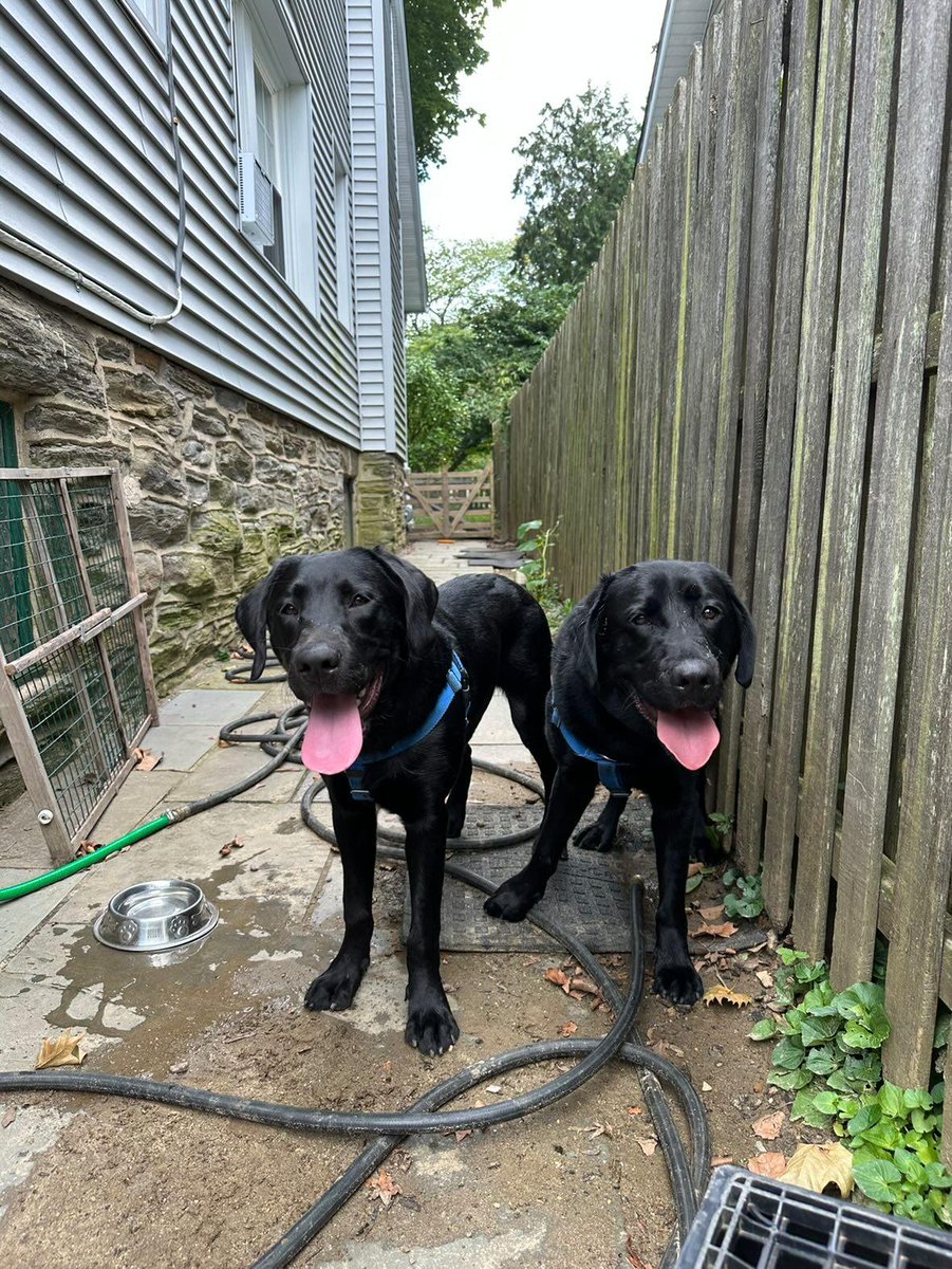 Paws_Affection's tweet photo. The three lab puppies are getting big! Everyone thinks Caleb is starting to look just like Robby. What do you think?? Can you tell who is who? 🐶🐶 https://t.co/yhxgWHAQgm