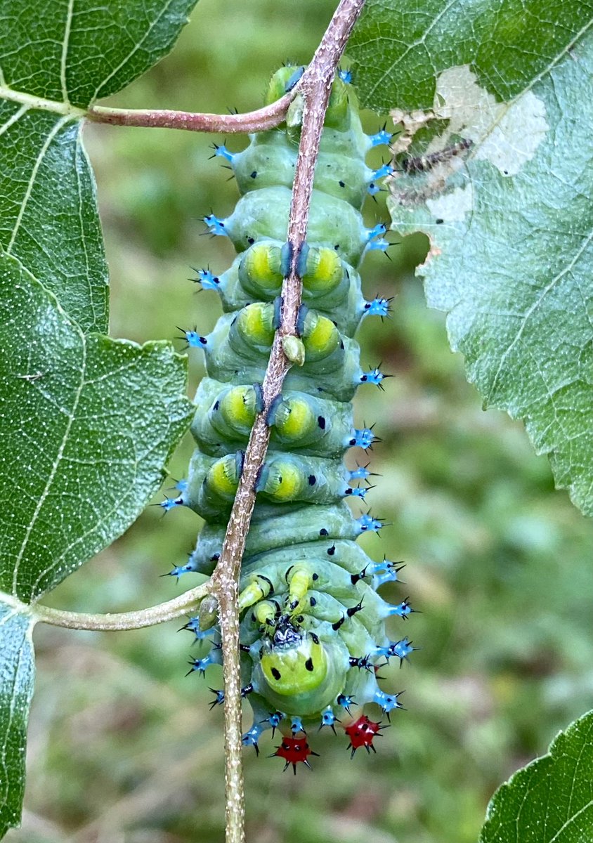kerryyurewicz's tweet photo. Behold the marvelous Cecropia moth #caterpillar! (What more is there to say?!) 😄 #InvertOfTheWeek #Lepidoptera #insect #invertebrate https://t.co/izaPpGx9AQ