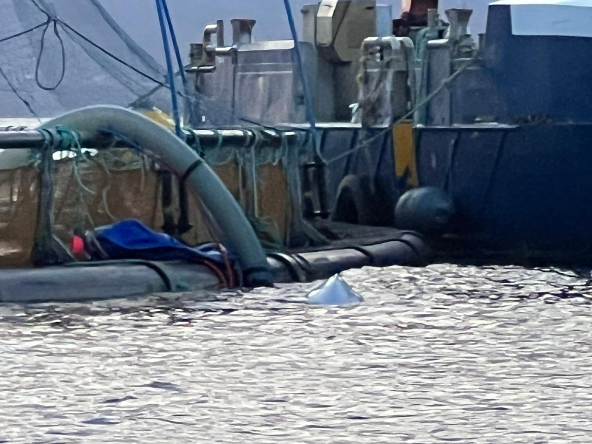 onewhaleorg's tweet photo. Hvaldimir stays put, visiting fish farms & exploring. Team watches him feed, gaining weight excitingly. Short playful breaks, but eating is his focus. 🫶🏼🐋
#Hvaldimir #onewhale #beluga #Hval https://t.co/C0l9pOn7zA