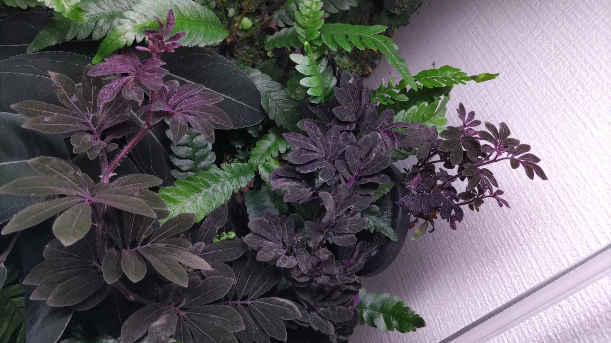 大株Solanum uleanum 熱帯植物　パルダリウム　ソラナムウレアナム Solanum uleanum ソラナム ウレアナム パルダリウム 熱帯植物