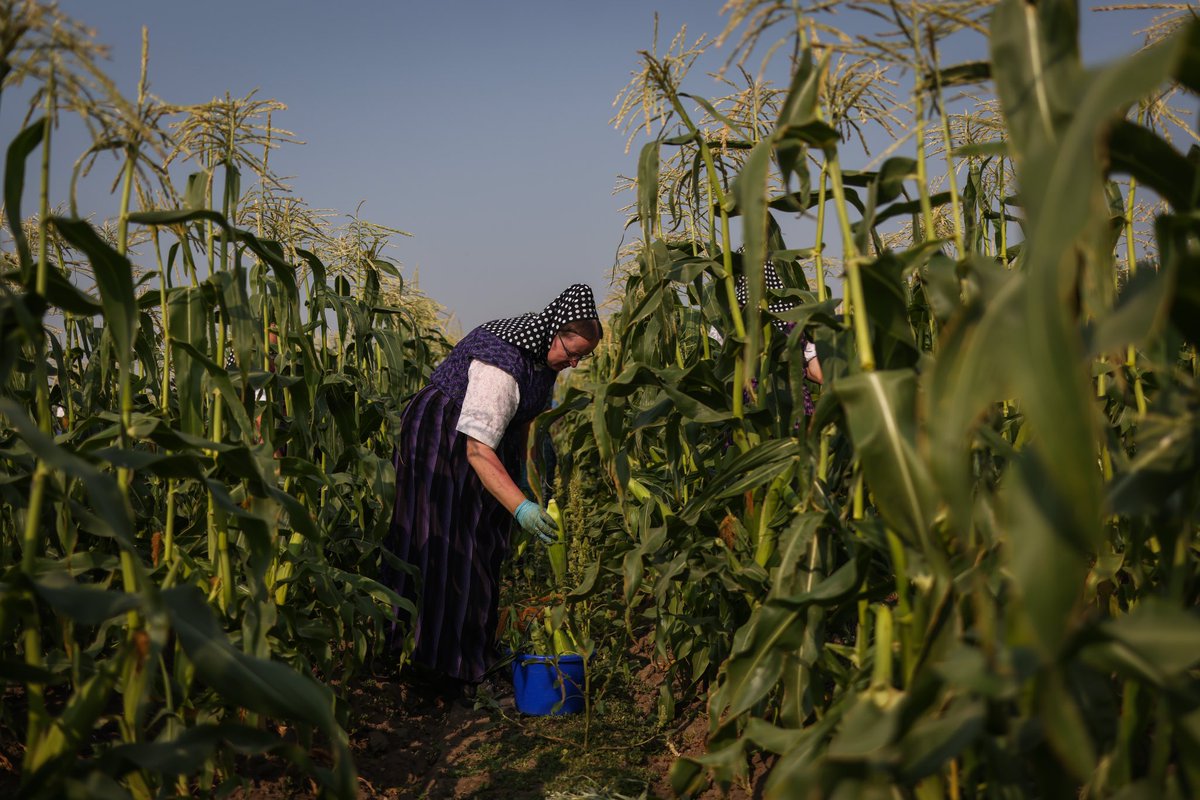 leahhennelphoto's tweet photo. Harvesting corn on a warm summer day at a Hutterite Colony. #alberta #hutterites #harvest #alongthewesternfront https://t.co/GsHYzGdDlp