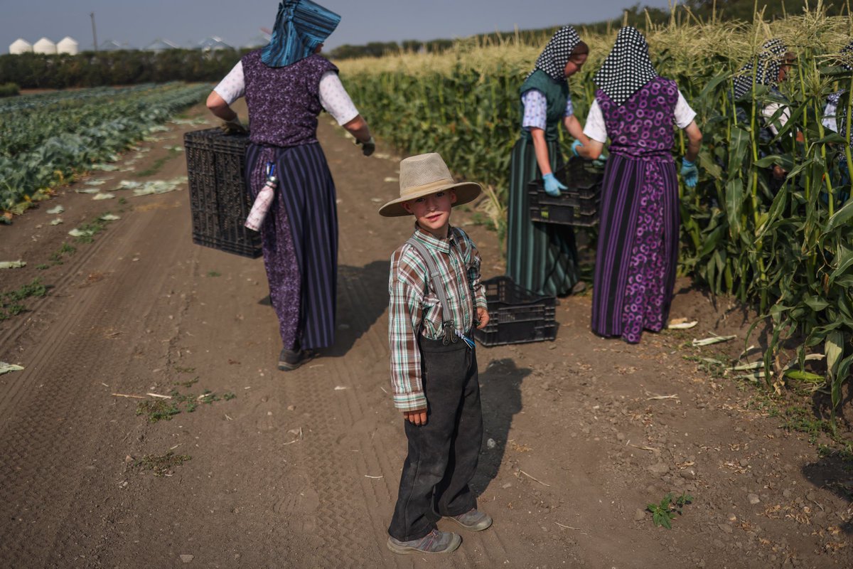 leahhennelphoto's tweet photo. Harvesting corn on a warm summer day at a Hutterite Colony. #alberta #hutterites #harvest #alongthewesternfront https://t.co/GsHYzGdDlp