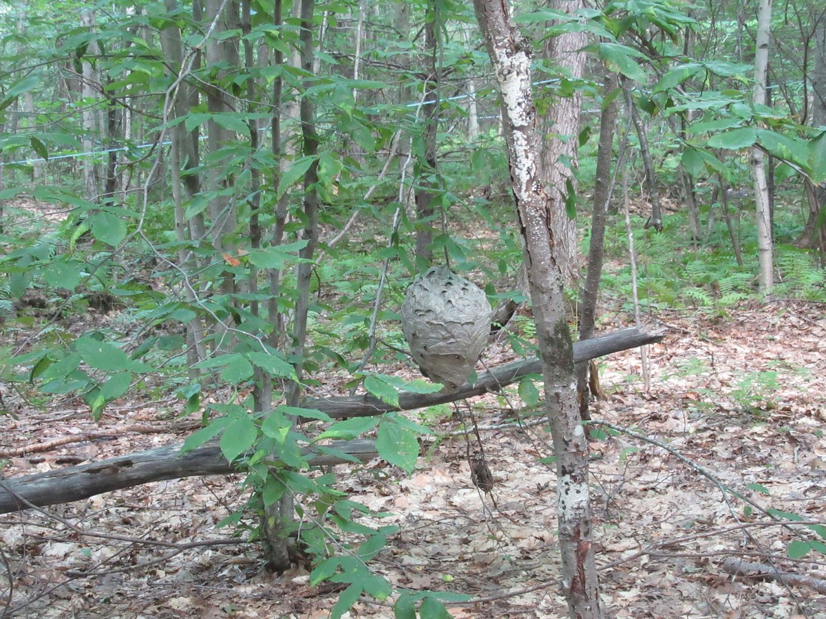 Safigirl17's tweet photo. Photos from today #NHNature https://t.co/oblJ4FkGke
