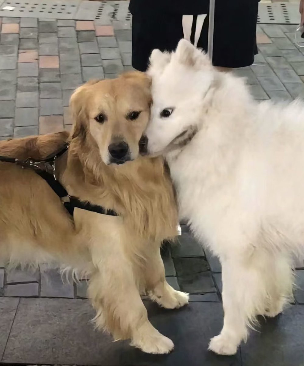 dogonboo's tweet image. เอ็งนั่นแหละที่เล่นทิชชุ่