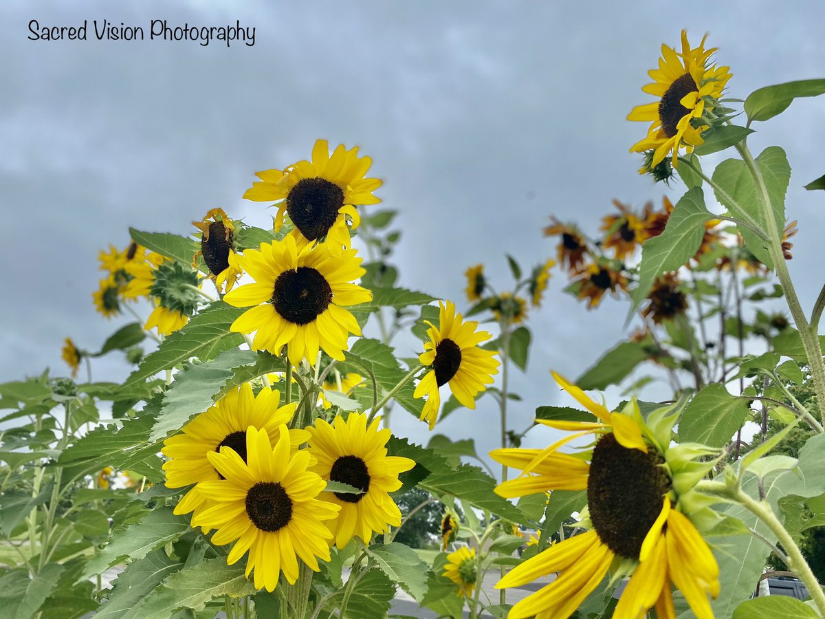 NdureMusic tweet media