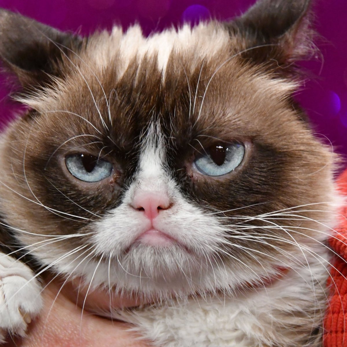 roachmusic's tweet photo. Trump has gone full Grumpy Cat
#trumpycat #grumpytrump
#trumparrest #215pounds #tupactrump
#redtie #trumpis6 #trumpmugshot #trumparraignment
#InmatenoP01135809 https://t.co/lkl41xBi7N