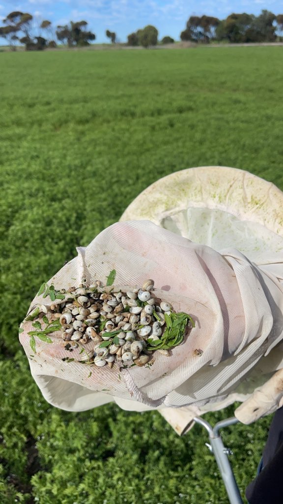 Angus Glazbrook tweet media