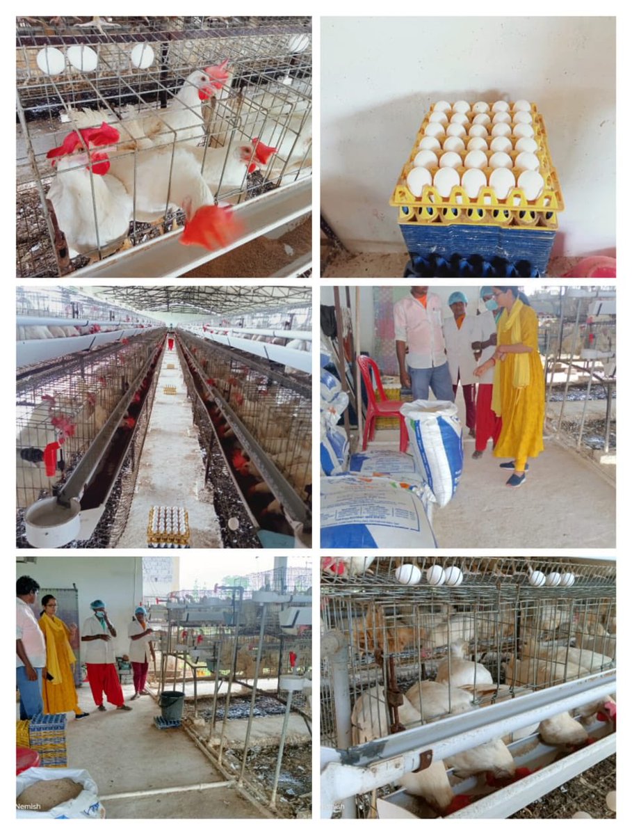 IASTripathiCG's tweet photo. Teligundra layer farm visit #Gauthaan #LivelihoodActivities #EmploymentGeneration #SHG #VeterinaryActivity #Linkage with school and aanganwadis . @ChhattisgarhCMO @RChoubeyCG @DurgDist @Dept_of_AHD @VibhagCg https://t.co/SpQ5CHsWqa
