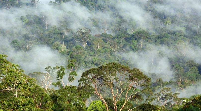 Can protected areas help conserve biodiversity? A recent study in Southeast Asia reveals positive outcomes! Dive into the details of how these reserves are making a difference for bird and mammal diversity within and beyond their borders: rdcu.be/dkd82 <a href="/umontana/">University of Montana</a> <a href="/Nature/">nature</a>