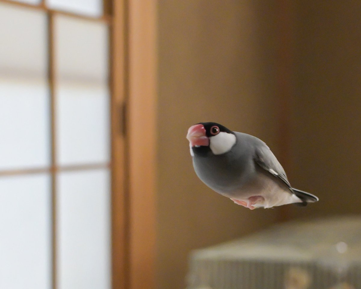 文鳥は元気です