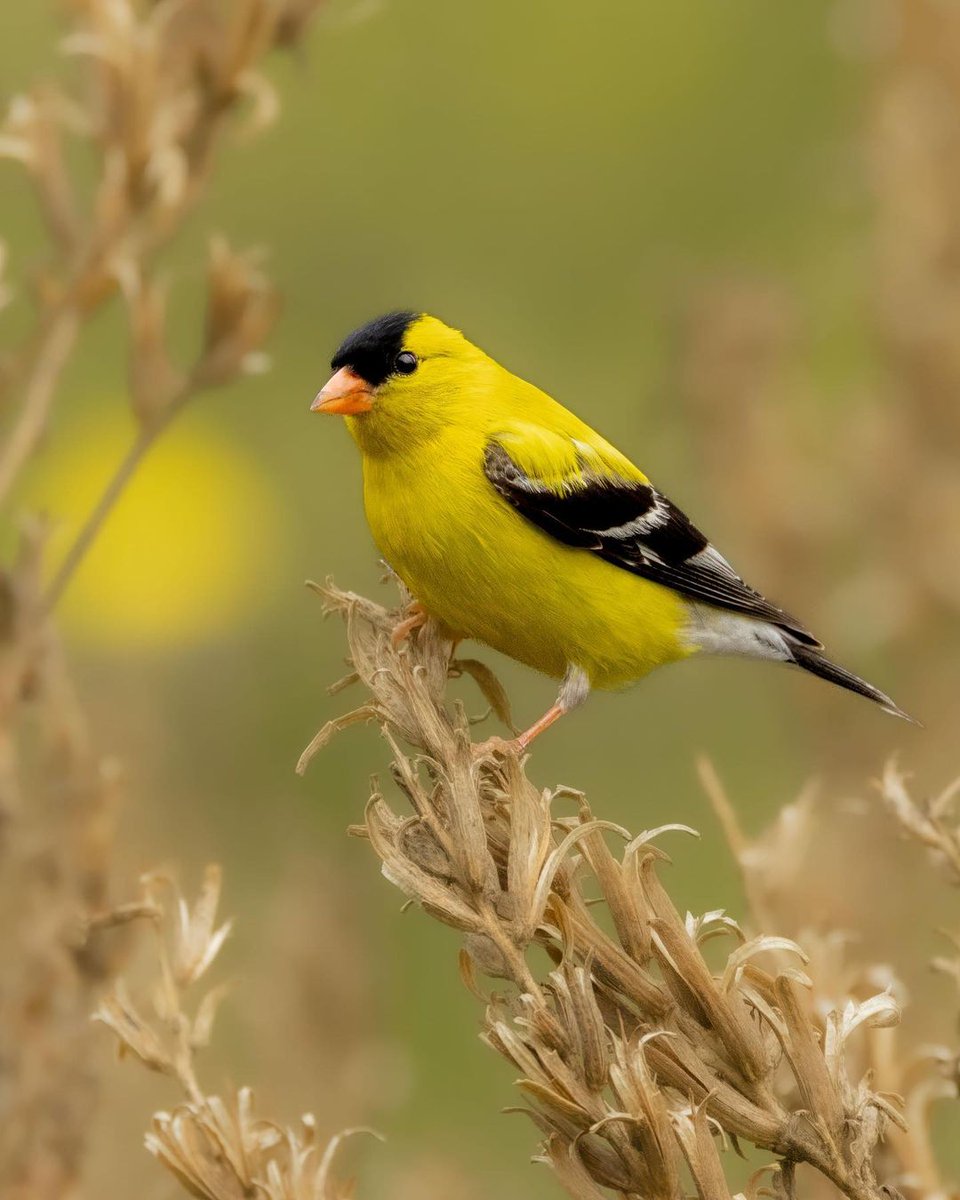 #birdlover #birdsofinstagram #birdfreaks #birds_adored #birds_captures #birds_nature #birdsplanet #birdphoto #birdsonearth #birdselite #goldfinch #bestoftheusa_birds #eye_spy_birds #eye_spy_nature #birdwatching #birdwatchers #birdwatcher #birding