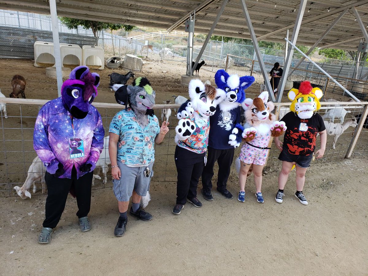 A few weeks ago, the #NNVFurries and I went to a local animal rescue park. I finally got to meet the other members of the pride
🐯🦁🐷🐽🐵🐒🐗🐢🐍🦎🐅🦙🐐🦚🐾
#furry #furrycommunity #furryfandom #furrytwt #fursuit #fursuiters #fursuiting