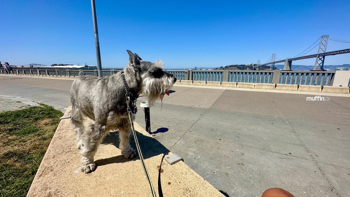 muffinjai's tweet photo. #RinconPark is a perfect place to relax on a sunny day in the city βοΈπΆοΈπ with great views of the #BayBridge ππΊπΈ #SanFrancisco #SanFranciscoDogs #DogsOfSanFrancisco #SFDogs #DogsOfSF πΆπΎ #MiniatureSchnauzer #Schnauzer https://t.co/g8tVwFAu18