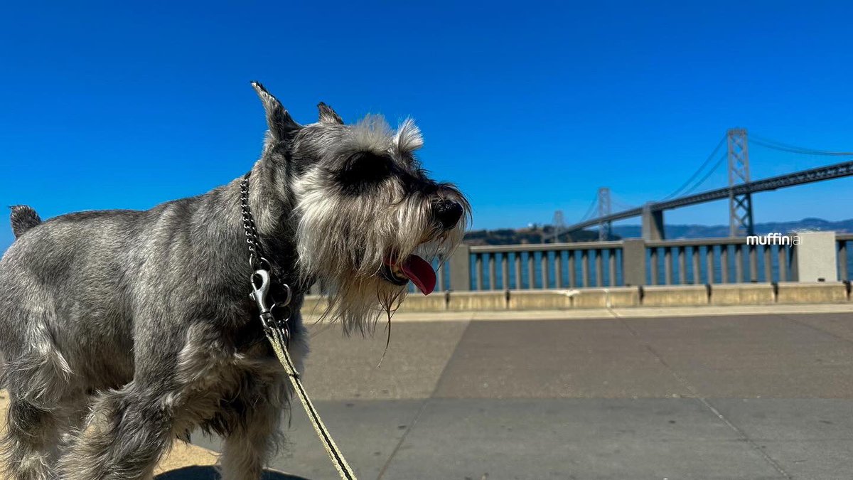 muffinjai's tweet photo. #RinconPark is a perfect place to relax on a sunny day in the city βοΈπΆοΈπ with great views of the #BayBridge ππΊπΈ #SanFrancisco #SanFranciscoDogs #DogsOfSanFrancisco #SFDogs #DogsOfSF πΆπΎ #MiniatureSchnauzer #Schnauzer https://t.co/g8tVwFAu18